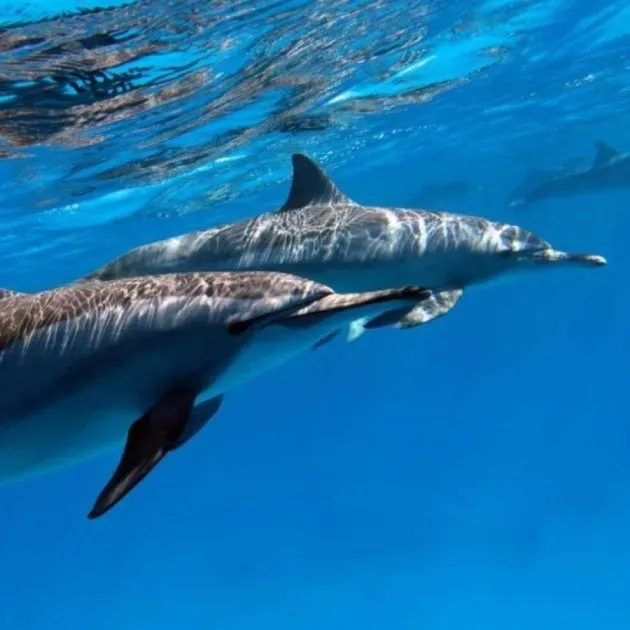 Dolphin Trip Gran Canaria - 2 hours
