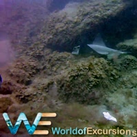 Guided Boat Dives for Certified Divers in Gran Canaria