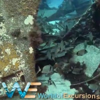 Guided Boat Dives for Certified Divers in Gran Canaria