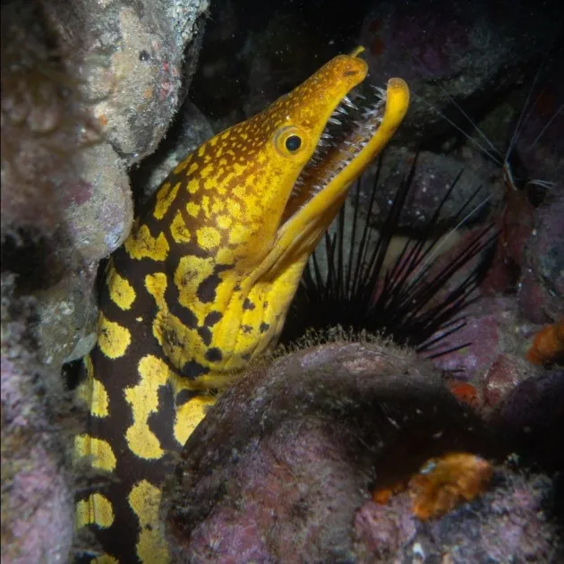 Guided Boat Dives for Certified Divers in Gran Canaria