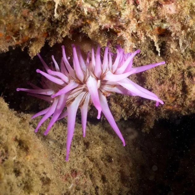 Guided Boat Dives for Certified Divers in Gran Canaria