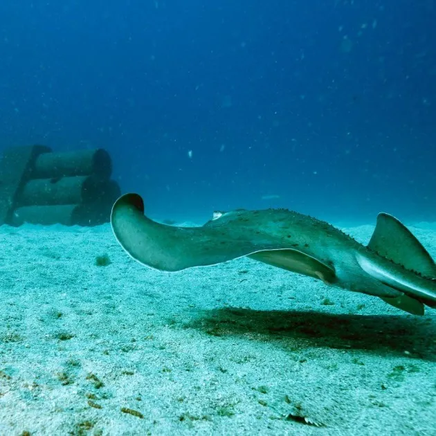 Guided Boat Dives for Certified Divers in Gran Canaria