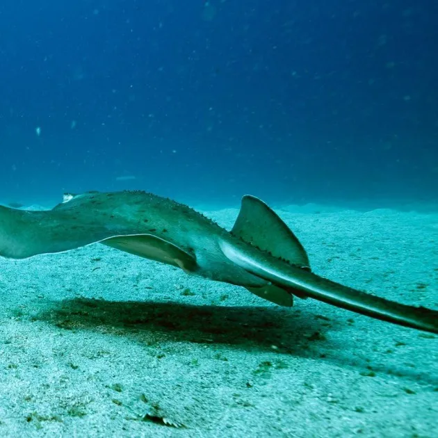 All-Inclusive Beach Dive at Anfi Del Mar