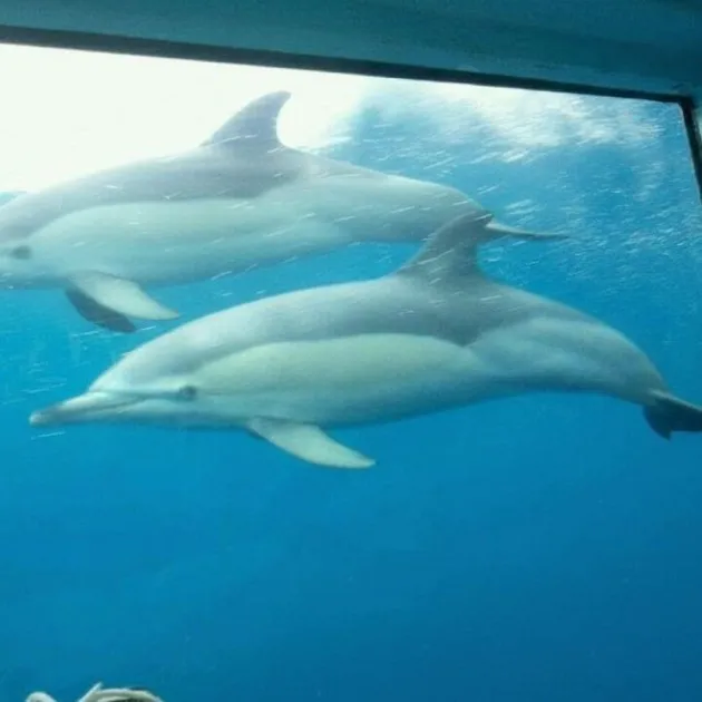 Whale and Dolphin Watching in Gran Canaria | Eco Boat Tour with Guaranteed Sightings