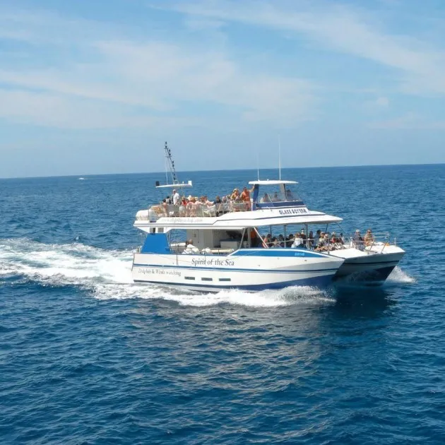 Whale and Dolphin Watching in Gran Canaria | Eco Boat Tour with Guaranteed Sightings