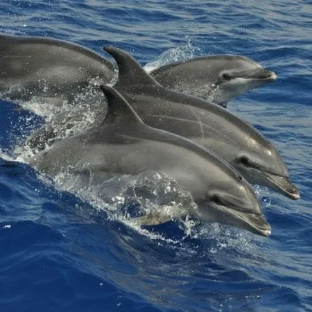 Whale And Dolphin Watching In Gran Canaria | Eco Boat Tour With Guaranteed Sightings